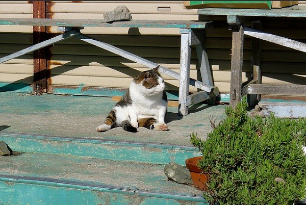 Cuộc[-]sống[-]ở[-]các[-]hòn[-]đảo[-]của[-]riêng[-]mèo,[-]thỏ,[-]chuột[-]1